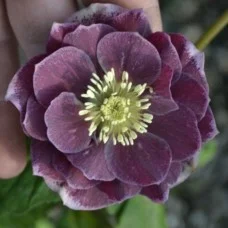 Lumeroos DOUBLE AUBERGINE WHITE EDGE
